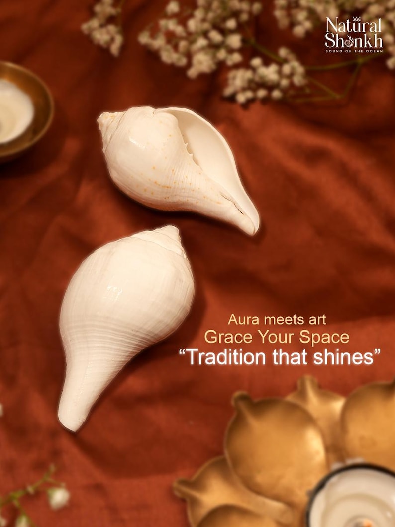 Vishnu Puja Conch Shell Heliga rituella altare Shankh Hindu Temple Använd andlig praxis bild 5