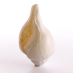 Concha blanca natural / Vishnu Shankh para soplar