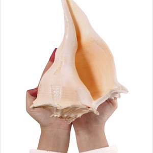 Lakshmi Shankh: Sacred Conch Shell for Puja & Vastu