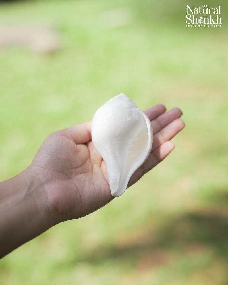 Vishnu Puja Conch Shell Heliga rituella altare Shankh Hindu Temple Använd andlig praxis Rare