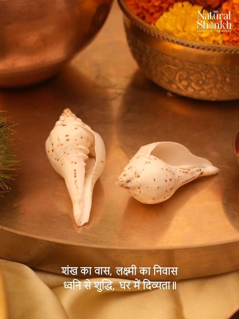 Vishnu Puja Conch Shell Heliga rituella altare Shankh Hindu Temple Använd andlig praxis bild 3