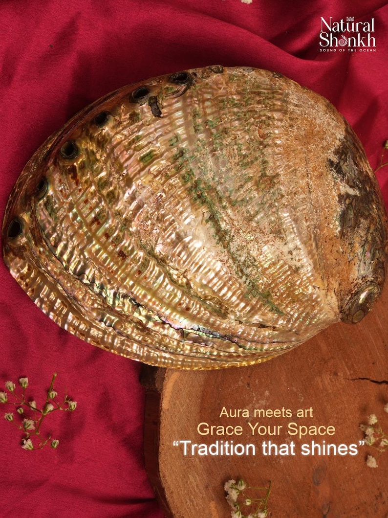Abalone Seep | Home Decor & Crafting | Natural Decorative Ocean Shell ...