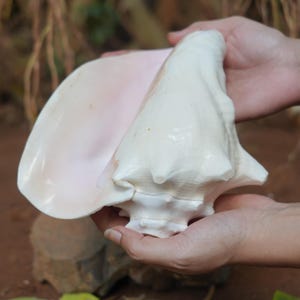 Annapurna Pink Conch | Authentic Spotted Natural Conch Shell for Puja, Rituals & Vastu