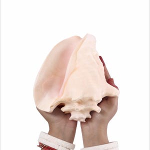 Könnte beinhalten: Eine große, hellpfirsichfarbene Muschel, die in zwei Händen gehalten wird, mit dem Logo "Natural Shankh" oben rechts. Die Hände sind mit weißen und roten Armbändern geschmückt. Die Muschel hat eine glatte, glänzende Oberfläche.