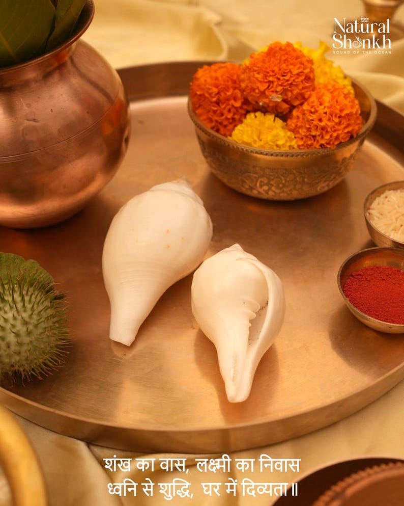 Vishnu Puja Conch Shell Heliga rituella altare Shankh Hindu Temple Använd andlig praxis bild 8