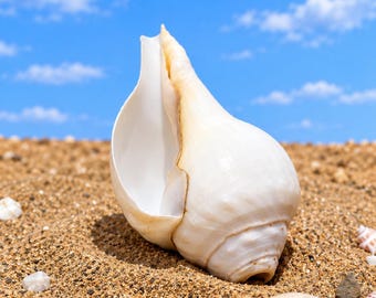 May include: A large, smooth, off-white conch shell with a wide, open aperture and a tapered spire, resting upright on a textured sandy surface under a bright blue sky with scattered white clouds.