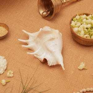 Panchmukhi Shankh: Sacred Conch Shell for Puja & Vastu