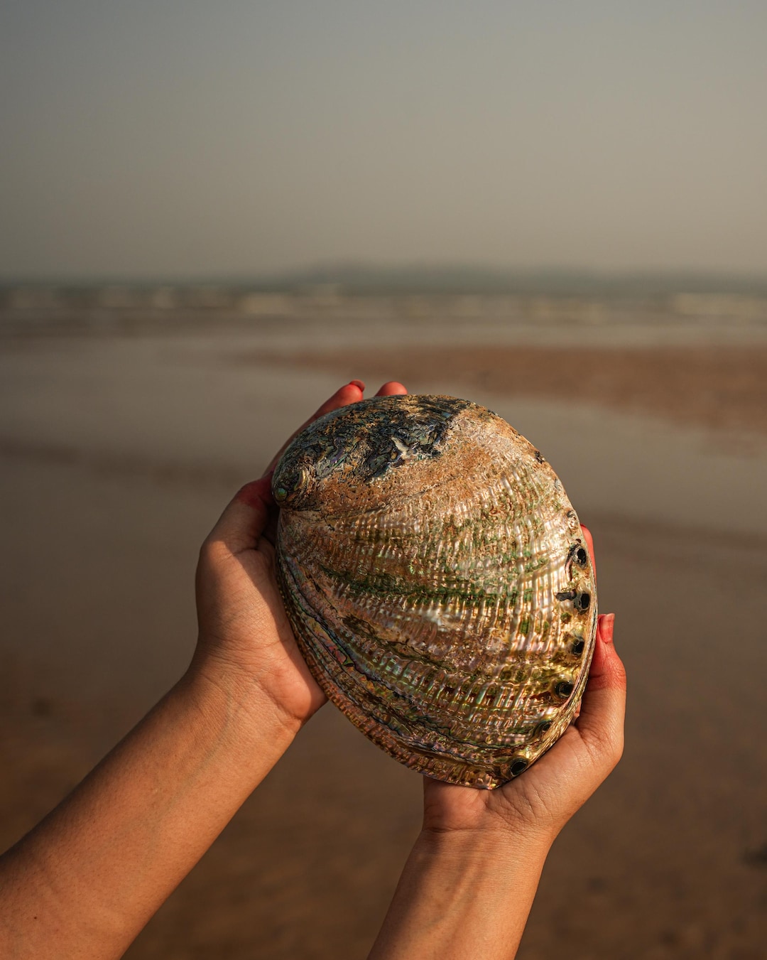 Abalone Seep | Home Decor & Crafting | Natural Decorative Ocean Shell ...