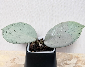 Hoya Carnosa TPQ-030 Stardust (silver).  Rare Unicorn Hoya, Indoor Plant, Collector Plant