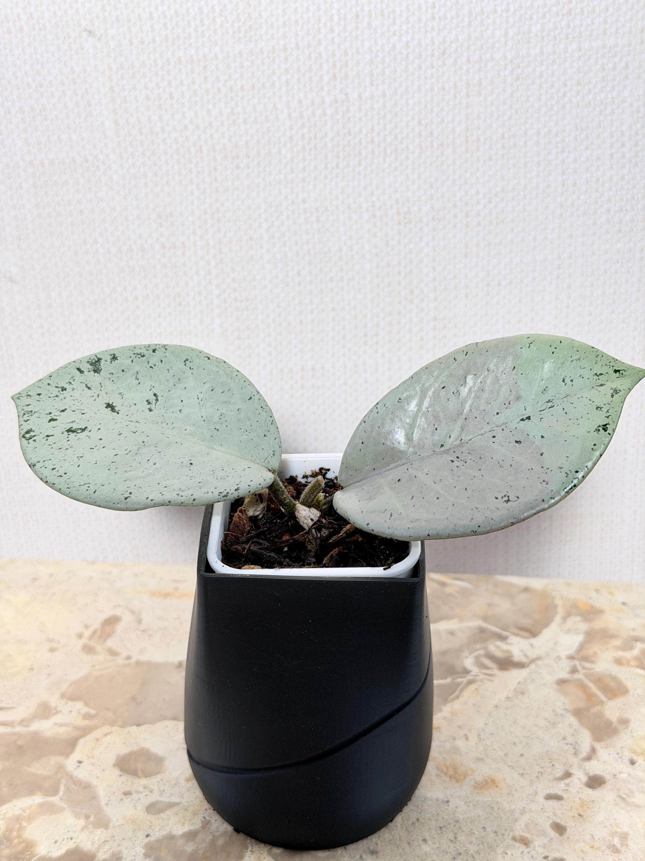 Hoya Carnosa TPQ-030 Stardust (silver). Rare Unicorn Hoya, Indoor