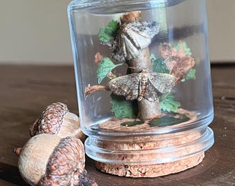 MINI Moth Display Jar with Real Plants