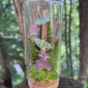 May include: A clear glass cylinder terrarium with a cork base containing two pale green moths, a vertical wooden twig, green fern fronds, purple thistle-like flowers, and bright green moss arranged inside to create a miniature natural display.