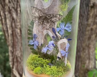 Frasco expositor de polillas con polilla del árbol de tulipán y plantas reales.