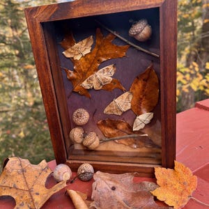 Può includere: Una scatola ombra in legno con un'esposizione a tema autunnale. All'interno, foglie marroni secche e falene sono disposte con ghiande e ramoscelli. La cornice è di colore marrone scuro e lo sfondo è di un bordeaux intenso.