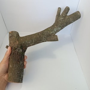 Natural apple tree branch: Eco-friendly Rustic Wood Stick for DIY Crafts