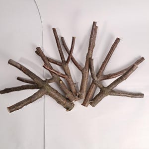 Natürlicher Kirschzweig - Eco Craft Suppl, Dekoration, DIY-Projekte und Wohnkultur