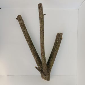 Apple wood branch driftwood, Triple split natural tree limb for rustic decor, Craft supplies