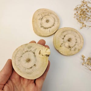 Polished Wood Slices Set: Rustic Tree Cross Sections for Crafts