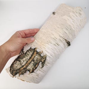 Natural Birch Bark Pieces: Rustic DIY Crafts & Woodland Decor