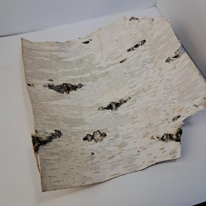 Natural Birch Bark Pieces: Rustic DIY Crafts & Woodland Decor