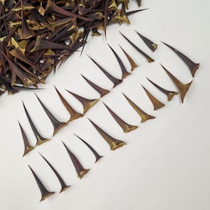 May include: A collection of numerous dark brown, sharp, pointed thorns arranged in a pile on the left side, with several individual thorns laid out in a loose, scattered pattern across the remaining area, showcasing their rigid, triangular bases.