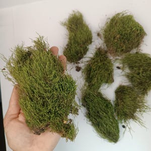 Natural Forest Moss Set: Eco-Friendly Terrarium & Craft Supply