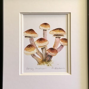 Black Morel Mushroom Double-Matted Watercolor Pencil Drawing Painting PRINT image 1