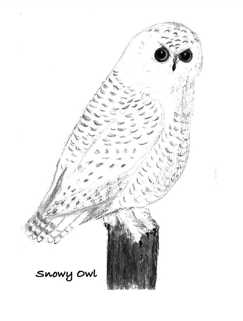 OWLS 4 Know Your Nature Note Cards by Mary Blocksma