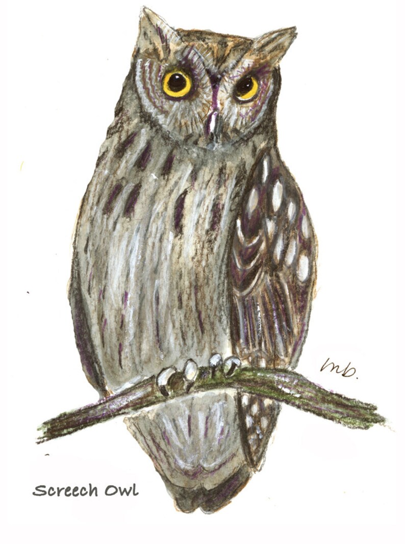 OWLS 4 Know Your Nature Note Cards by Mary Blocksma