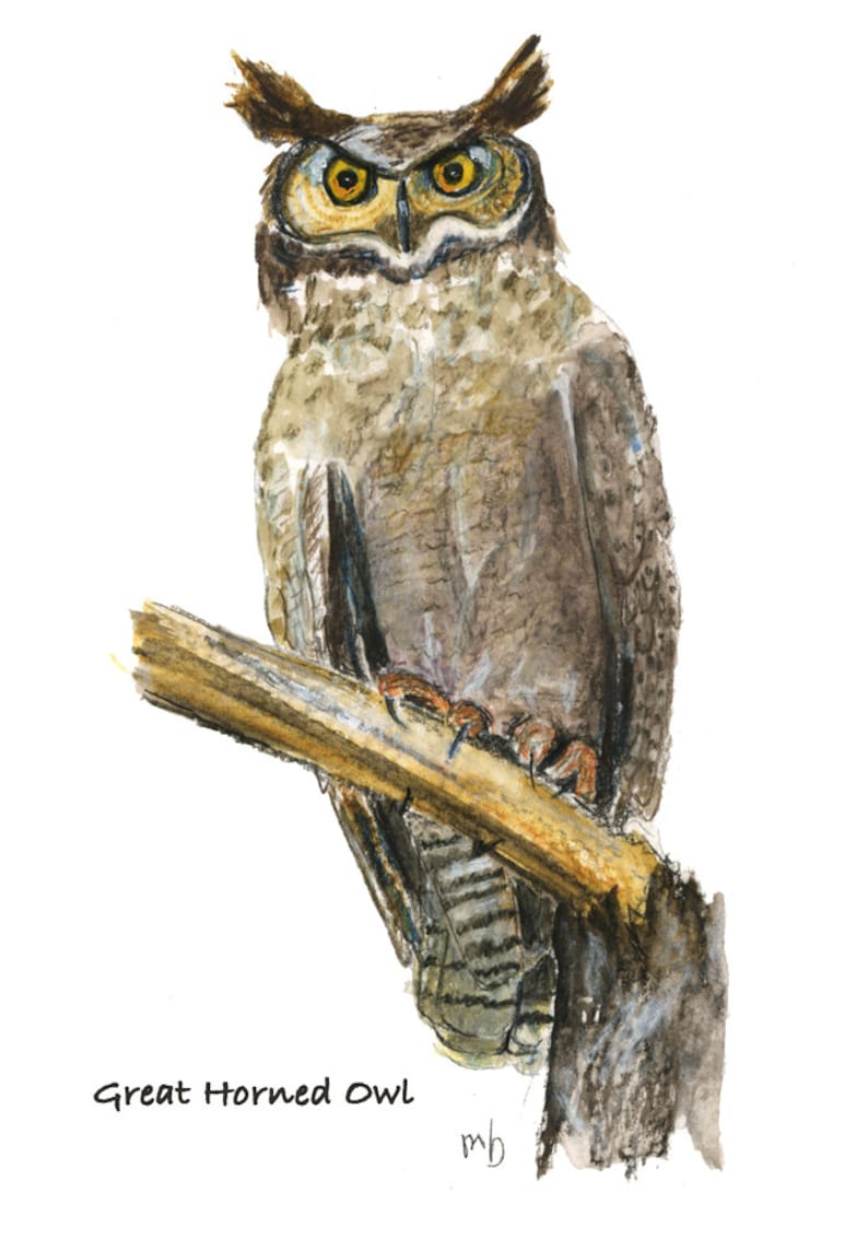 OWLS 4 Know Your Nature Note Cards by Mary Blocksma