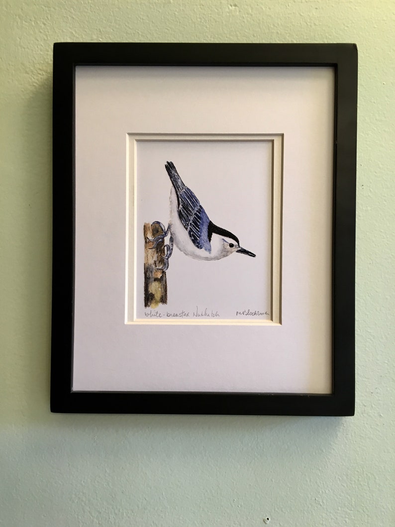 WHITE-BREASTED NUTHATCH Watercolor Pencil Drawing Painting Matted Print