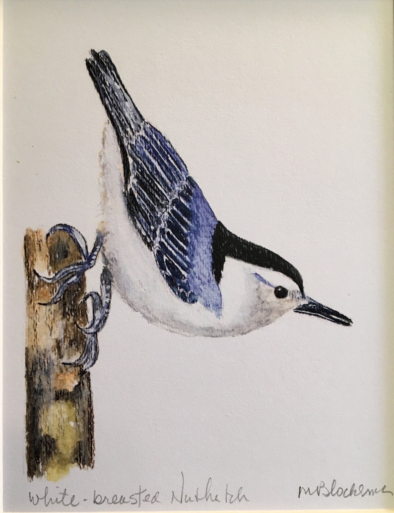 WHITE-BREASTED NUTHATCH Watercolor Pencil Drawing Painting Matted Print