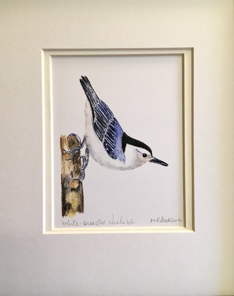 WHITE-BREASTED NUTHATCH Watercolor Pencil Drawing Painting Matted Print
