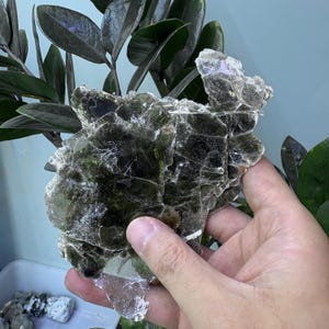 May include: A hand holding a piece of dark green mica. The mica has a layered, flaky appearance with translucent areas. The background includes dark green plant leaves and a light blue wall.