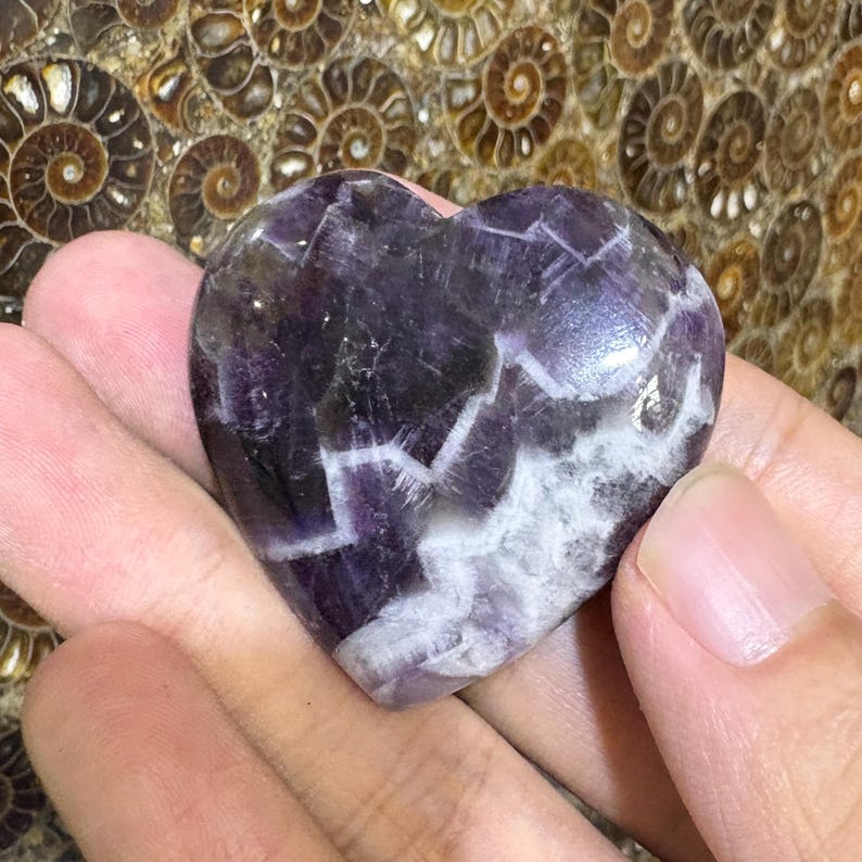 May include: A heart-shaped amethyst crystal with a mix of deep purple and white hues. The polished stone is held in a hand, showcasing its natural patterns and textures. The background features a fossilized shell pattern.