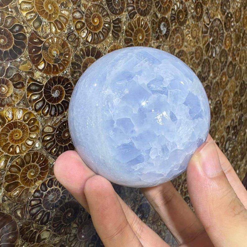 May include: A light blue crystal sphere with a textured surface. The sphere is held in a person's hand. The background features a wall of brown fossilized ammonites.
