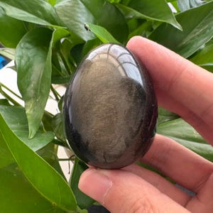 以下が含まれることがあります： 金色の斑点が入った、磨かれた卵型の黒曜石。 石の暗く反射する表面は、背景の緑の葉と対照的です。 石は手で持たれています。