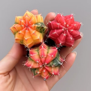 3pcs Variegated Cactus Succulent Plants – 3cm Rare Mini Garden Decor Plants