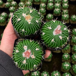 3pcs Stenocactus Multicostatus Cactus Succulent Plants (3-4cm) – Live Garden Flowering Cacti