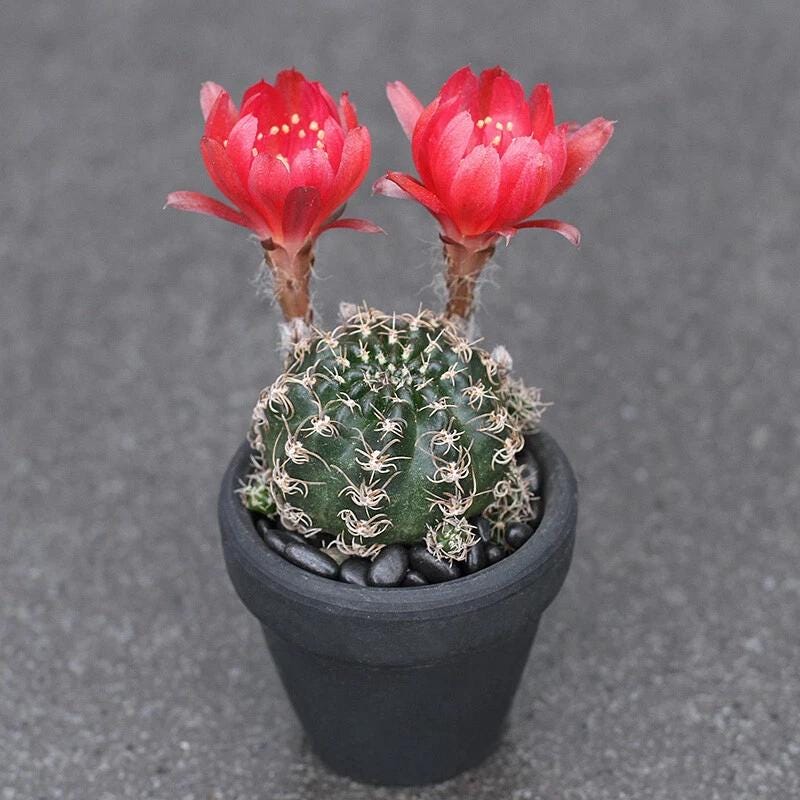 Lobivia - Más De 1000 PLANTAS Y FLORES Del Mundo