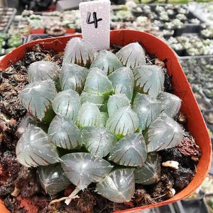 5–6cm Haworthia obtusa (HO1) Succulent – Rare Bonsai Plant for Home Garden Decor