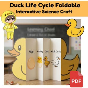 May include: A foldable science craft illustrating the duck life cycle. The design features a yellow duck outline, a cartoon duckling, and the stages: eggs, hatchling, chick, and adult duck. The text "Duck Life Cycle Foldable Interactive Science Craft" is displayed at the top.