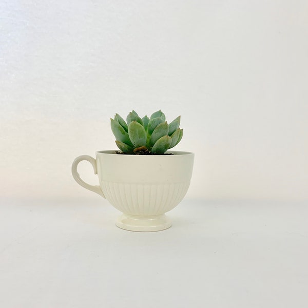 Vintage Wedgwood Edme Teacup; Little white teacup; Vintage teacup; Tea party; Tea lover gift; Birthday gift; Succulent pot; Gift for her