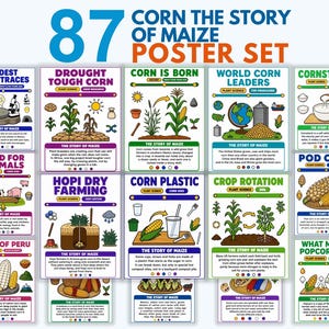Puede incluir: Un conjunto de 15 pósteres educativos titulado 87 Corn The Story of Maize Poster Set. Cada póster presenta ilustraciones coloridas y texto que explica varios aspectos del maíz, incluyendo historia, ciencia vegetal y agricultura.