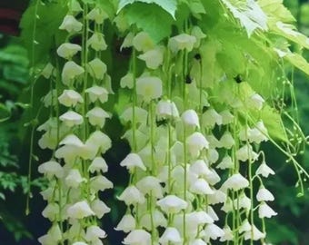 25 White Weeping Begonia Seeds – trapsgewijze sierbloemzaden voor tuin- en containerbeplanting