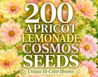 200 Apricot Lemonade Cosmos Seeds | Unique Bi-Color Cosmos Flower Seeds | Peach Yellow Blooms | Pollinator Garden | Cottage Garden Seeds