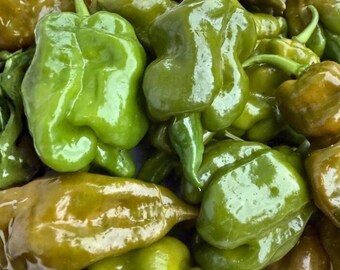 20 semillas de pimiento Big Mustard Momma / Chile picante tradicional