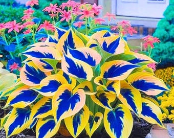 160 Hosta Seeds – Meerjarige schaduwplanten voor de tuin – Sierblad buitenplant