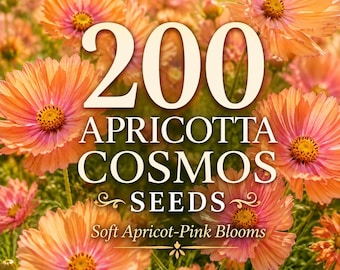 200 Apricotta Cosmos Seeds | Soft Apricot Pink Flowers | Cut Flower Garden Seeds | Cottage Garden Cosmos | Summer Bloom Seeds