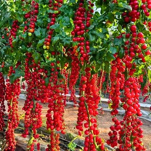 Cherry Tomato Hanging Plant - Etsy